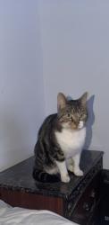 Found/Stray Unknown Cat last seen Near and 101, Surrey, BC V3R 4J6