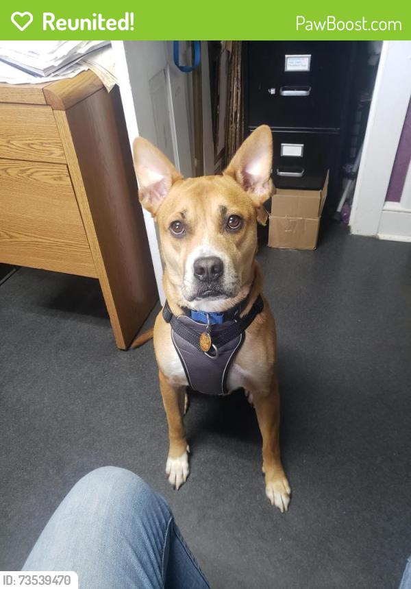 Reunited Male Dog last seen Twickenham, Rome, GA 30161