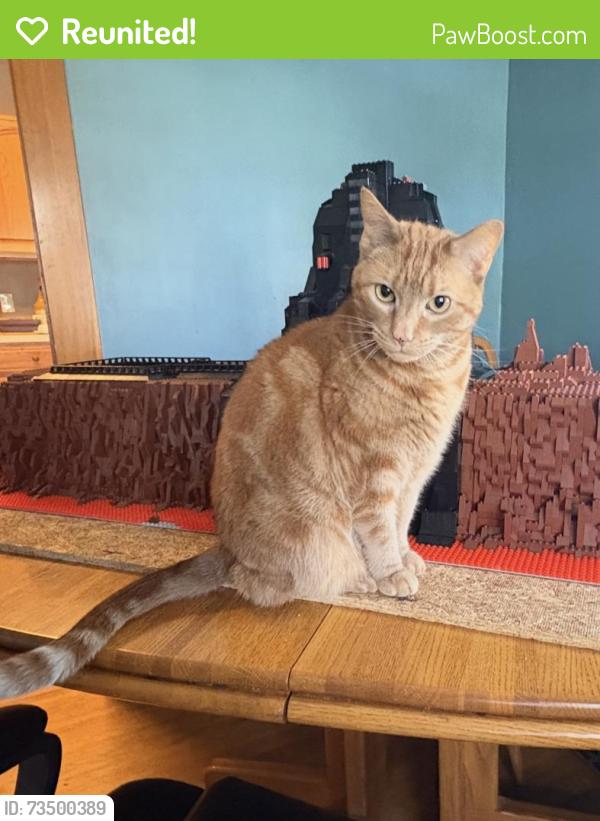 Reunited Male Cat last seen Genesee Park Blvd, Rochester, NY 14619