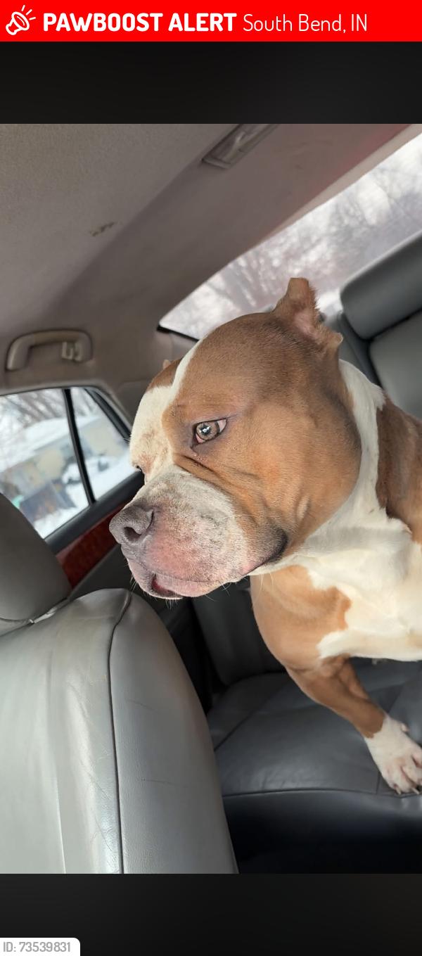 Lost Male Dog last seen Brookfield & Keller, South Bend, IN 46601