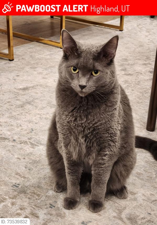 Lost Male Cat last seen SW of Mountain Ridge Junior High, Highland, UT 84003