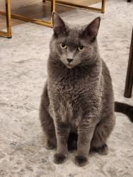 Lost Male Cat last seen SW of Mountain Ridge Junior High, Highland, UT 84003