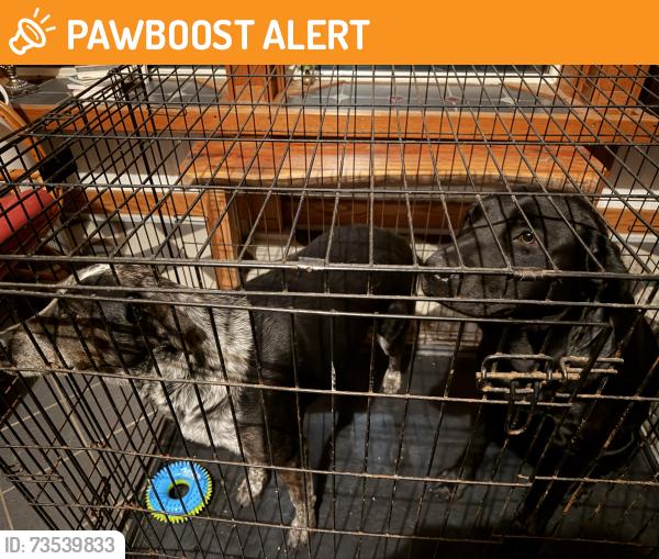 Found/Stray Unknown Dog last seen Webber Hill rd Trafalgar, IN, Hamblen Township, IN 46164