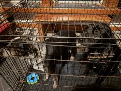 Found/Stray Unknown Dog last seen Webber Hill rd Trafalgar, IN, Hamblen Township, IN 46164