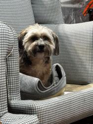 Reunited Female Dog last seen Was seen around John ball park at 6pm, Grand Rapids, MI 49504