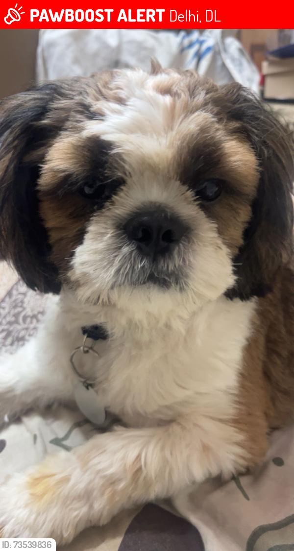 Lost Male Dog last seen Nala road towards hudson lane vijay nagar delhi, Delhi, DL 