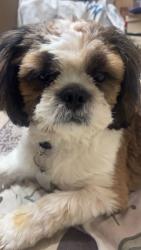 Lost Male Dog last seen Nala road towards hudson lane vijay nagar delhi, Delhi, DL 