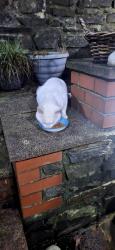 Reunited Male Cat last seen Danylan Road Pontypridd, Rhondda Cynon Taf, Wales 