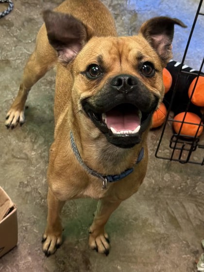 Shelter Stray Male Dog last seen Near Chilton Ave, City of Florence, AL, 3240 Roberson Rd, Florence, AL 35630, USA