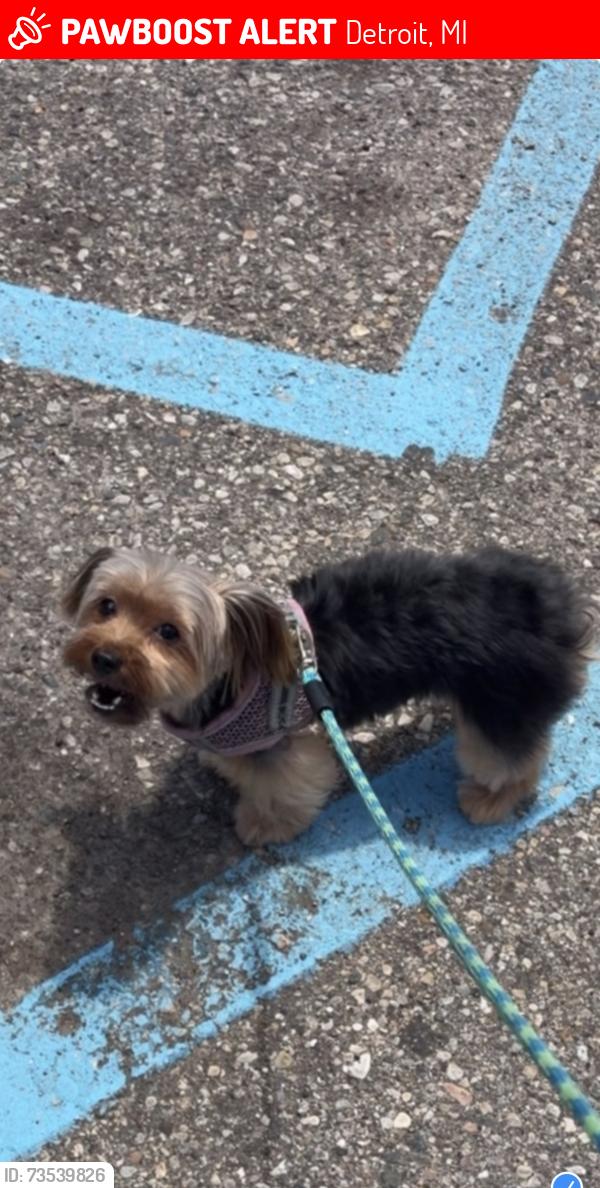 Lost Female Dog last seen Florence and puritan, Detroit, MI 48235