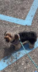 Lost Female Dog last seen Florence and puritan, Detroit, MI 48235