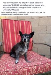 Reunited Female Dog last seen Mesa dr and university, Mesa, AZ 85210