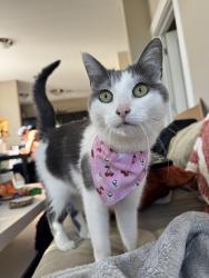 Reunited Male Cat last seen District at saxony, Fishers, IN 46037