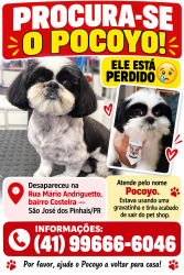 Lost Male Dog last seen Próx ao mercado jacomar, Costeira, PR 83015-727
