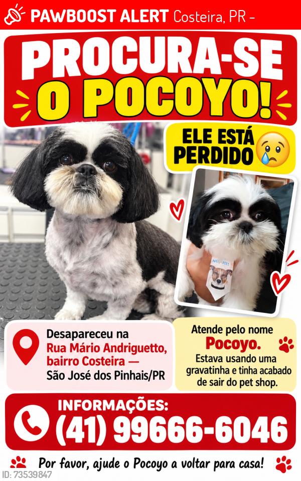 Lost Male Dog last seen Próx ao mercado jacomar, Costeira, PR 83015-727