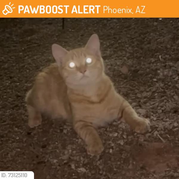 Found/Stray Unknown Cat last seen 16th St. and Camelback, Phoenix, AZ 85016
