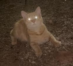 Found/Stray Unknown Cat last seen 16th St. and Camelback, Phoenix, AZ 85016