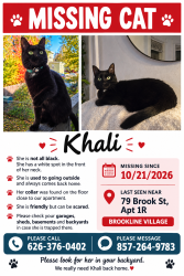 Lost Female Cat last seen Near Brook Street, Brookline, Massachusetts, EE. UU., Brookline, MA 02445