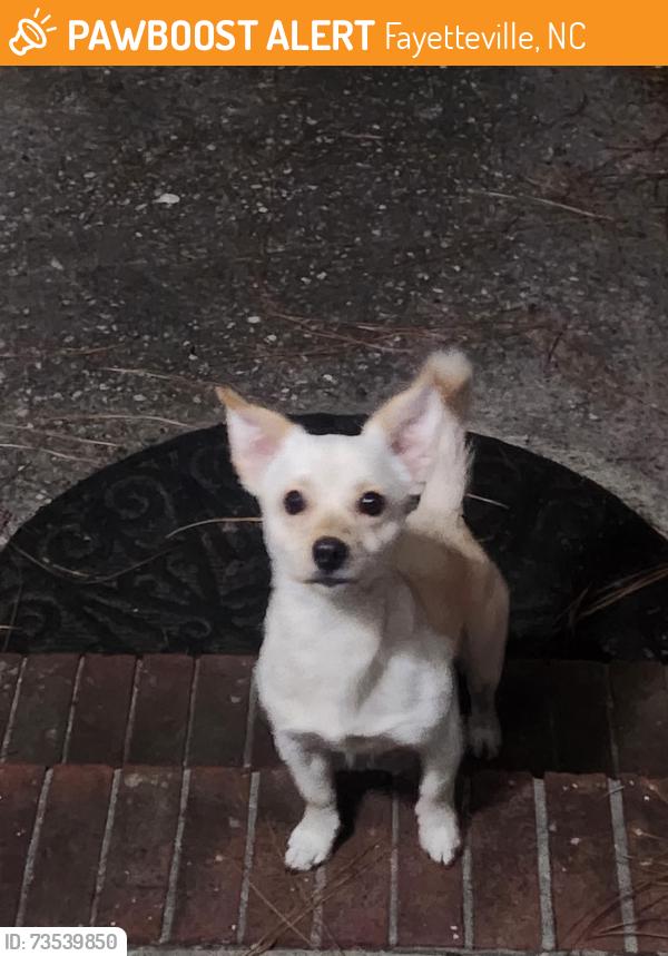 Found/Stray Unknown Dog last seen Rodwell rd college lakes, Fayetteville, NC 28311