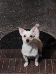 Found/Stray Unknown Dog last seen Rodwell rd college lakes, Fayetteville, NC 28311