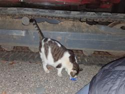 Reunited Male Cat last seen Near US-6, Andover, CT 06232, Andover, CT 06232