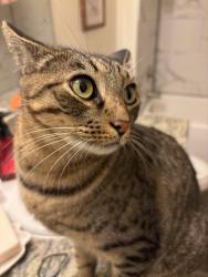 Found/Stray Unknown Cat last seen Goldenrod, Orlando, FL 32807