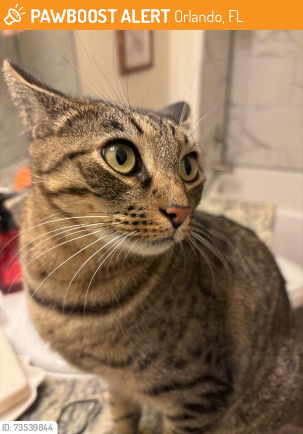 Found/Stray Unknown Cat last seen Goldenrod, Orlando, FL 32807