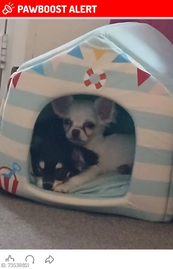 Lost Female Dog last seen St Mary's church southbank street, Staffordshire, England ST13 5PU
