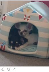Lost Female Dog last seen St Mary's church southbank street, Staffordshire, England ST13 5PU