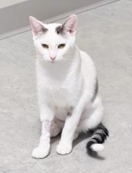 Reunited Female Cat last seen Firehouse, Dandridge, TN 37725