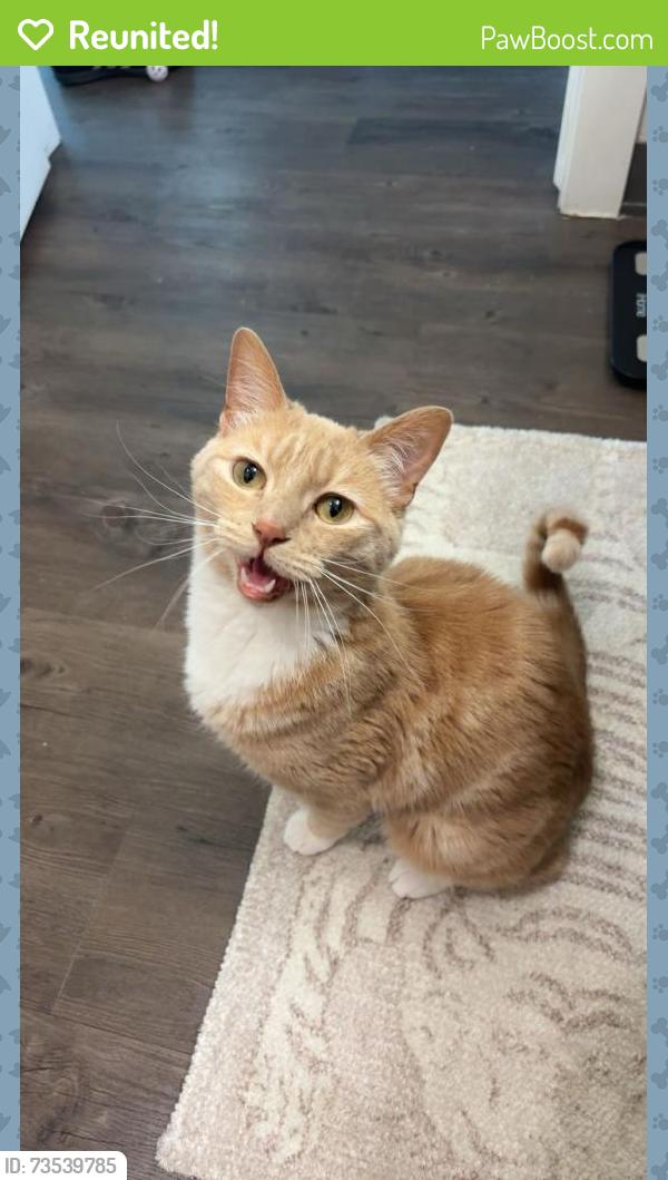 Reunited Male Cat last seen At the hse, Silver Summit, UT 84098