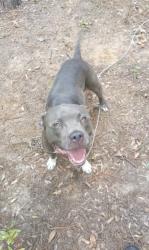 Lost Male Dog last seen Cr 25 and Orange ave ocklawaha fl., Ocklawaha, FL 32179