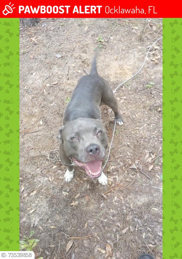 Lost Male Dog last seen Cr 25 and Orange ave ocklawaha fl., Ocklawaha, FL 32179