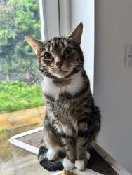 Lost Female Cat last seen Old train station at Kirkby, Linton Place, Lingtree Road, Merseyside, England 