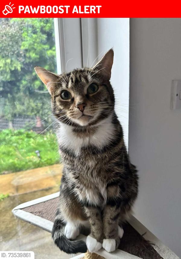 Lost Female Cat last seen Old train station at Kirkby, Linton Place, Lingtree Road, Merseyside, England 