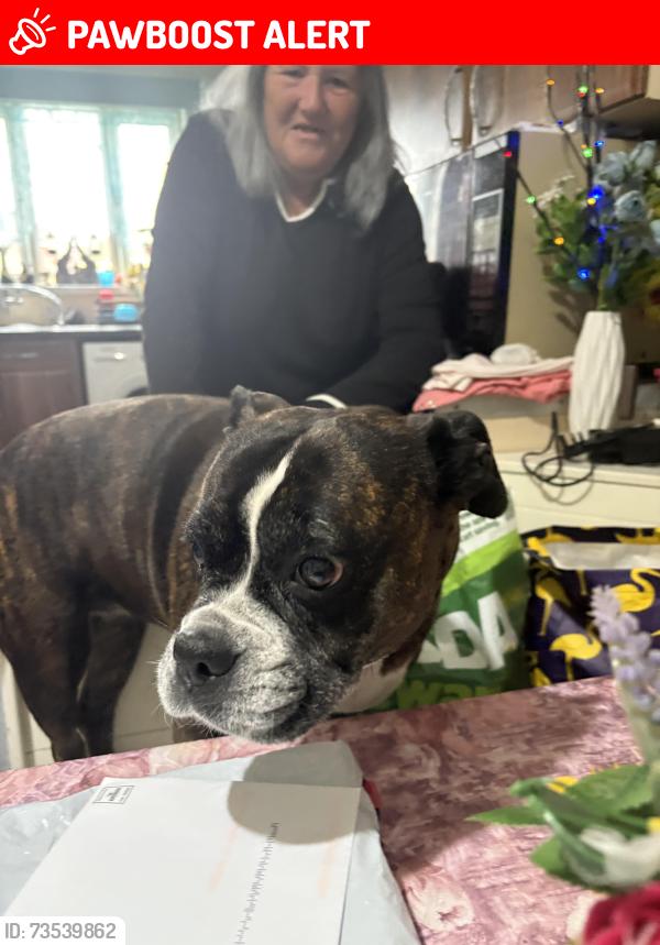 Lost Male Dog last seen Woodend coventry, West Midlands, England 