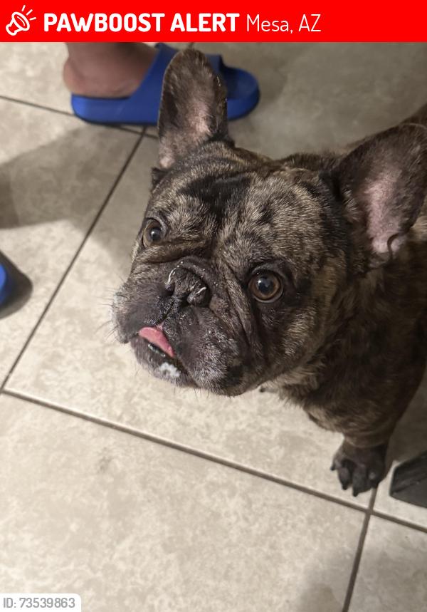 Lost Male Dog last seen Mesa dr and southern, Mesa, AZ 85210