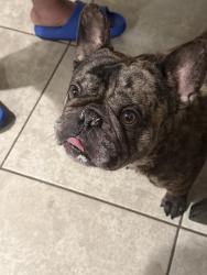 Lost Male Dog last seen Mesa dr and southern, Mesa, AZ 85210