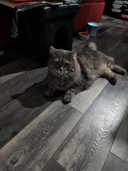 Reunited Male Cat last seen Near shawford way, Elgin, IL 60120