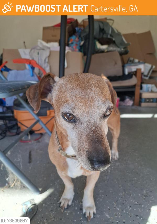 Found/Stray Male Dog last seen Old Gilman Springs and highway 411, Cartersville, GA 30120