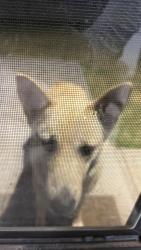 Found/Stray Female Dog last seen Phillips 66, Amarillo, TX 79109