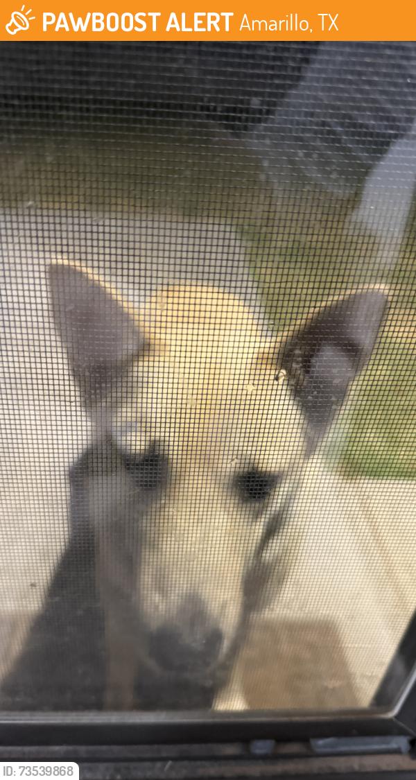 Found/Stray Female Dog last seen Phillips 66, Amarillo, TX 79109
