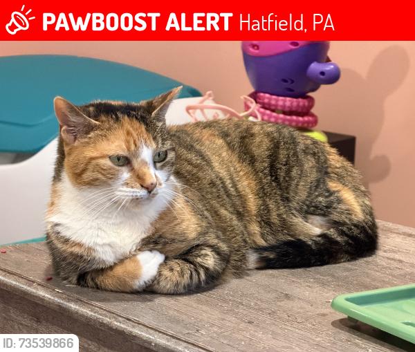 Lost Female Cat last seen Koffel Rd, Lauren Lane, Orvilla Rd., Hatfield, PA 19440