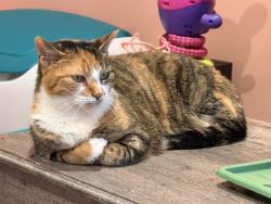 Lost Female Cat last seen Koffel Rd, Lauren Lane, Orvilla Rd., Hatfield, PA 19440