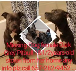 Lost Female Dog last seen page on brookhurst an orangethorpe, Fullerton, CA 92833