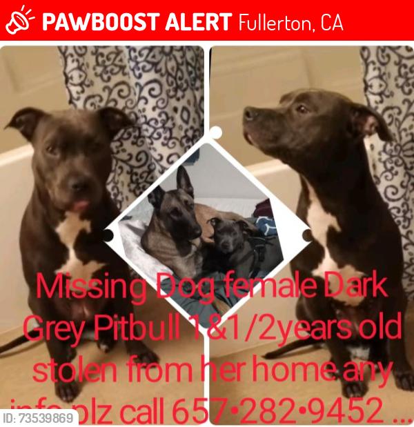 Lost Female Dog last seen page on brookhurst an orangethorpe, Fullerton, CA 92833
