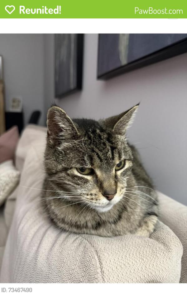 Reunited Male Cat last seen Walmsley, Silverdale, NSW 2752