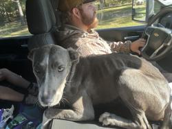 Found/Stray Female Dog last seen Near in Dadeville right on the lines in Alexander City in alabama, Dadeville, AL 36853