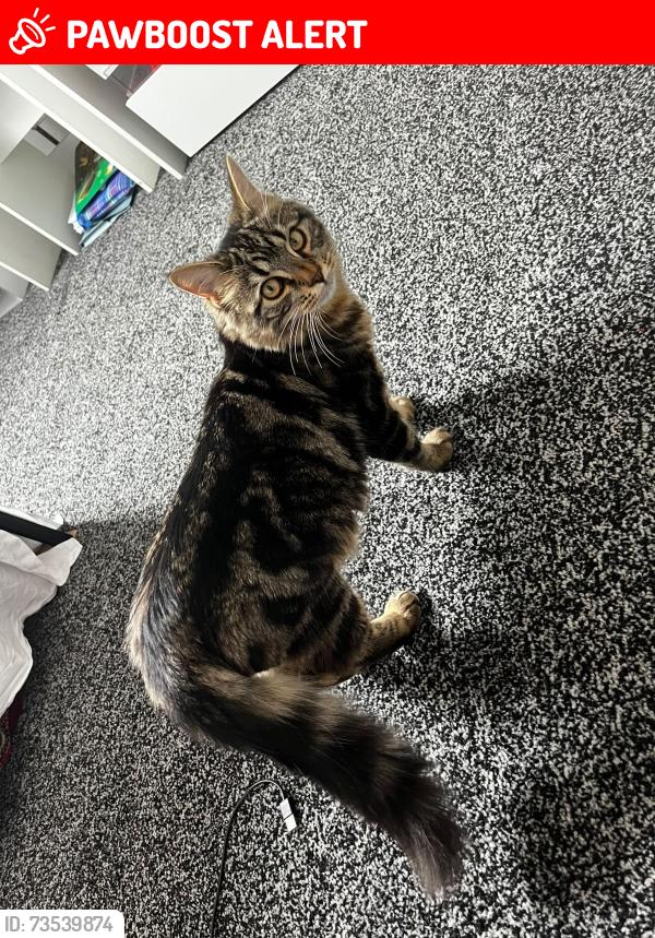 Lost Male Cat last seen Lovat Road and shattelworth road, Lancashire, England PR1 6DP