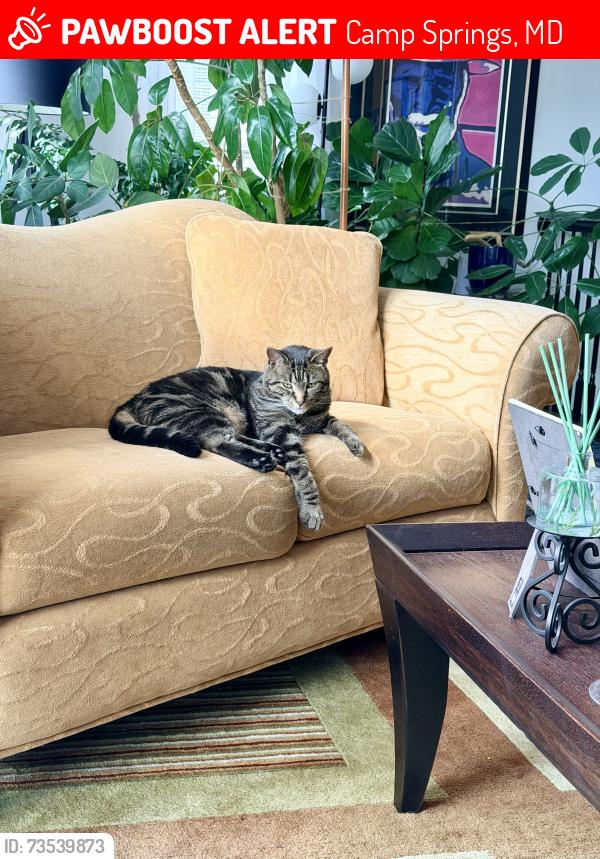 Lost Male Cat last seen Near Hartfield Avenue Camp Springs MD 20846, Camp Springs, MD 20746
